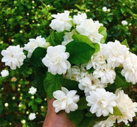 Fragrant Jasminum sambac flowering plant with elegant white blooms