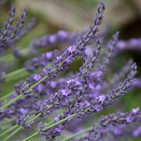 Purple Lavandin flowers growing in a sunny garden border with silvery-green foliage.