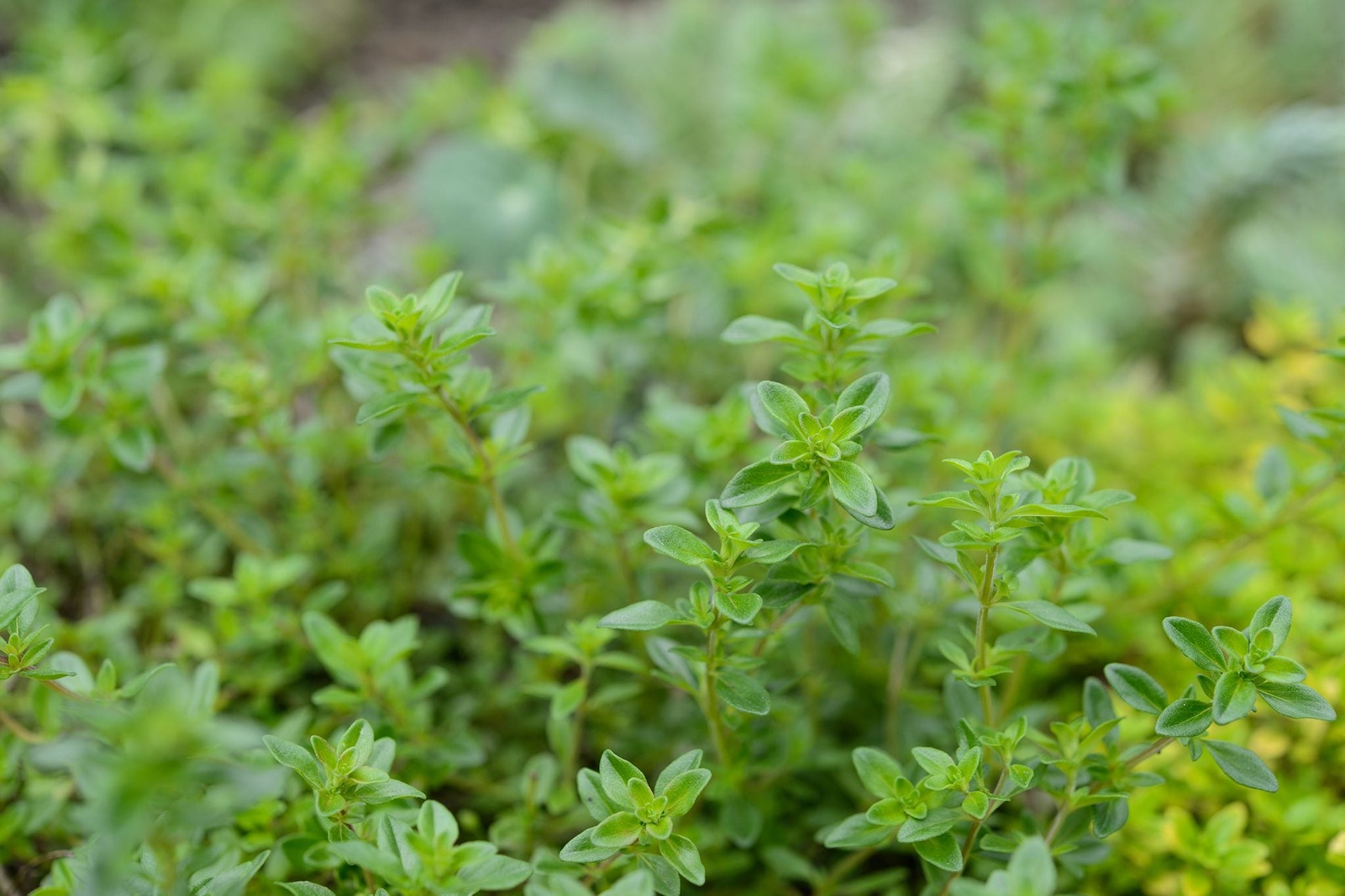 Orange Creeping Thyme herb plants suitable for containers, pathways, and landscape gardens