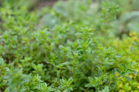 Orange Creeping Thyme herb plants suitable for containers, pathways, and landscape gardens