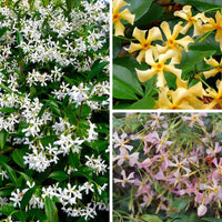 Fragrant Star Jasmine Flowers in Home Garden