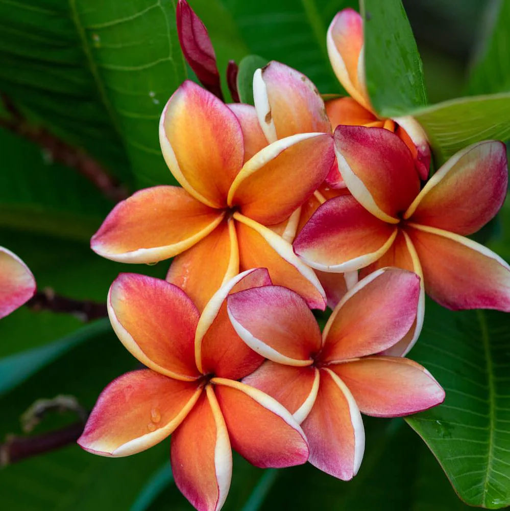 Orange Frangipani Flower seeds for Planting Cut Flower Favorite Heirloom & GMO Free Seeds for Home Garden 
 
 Sale