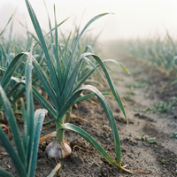 Garlic Garden Seeds for Planting – Organic, Heirloom Variety, Non-GMO with Reliable Germination