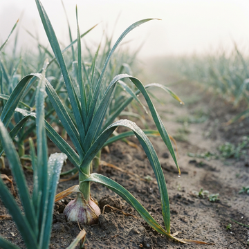 Garlic Garden Seeds for Planting – Organic, Heirloom Variety, Non-GMO with Reliable Germination
