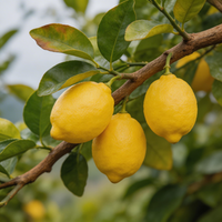 Italian Amalfi Lemon Planting Seeds – Heirloom, Non-GMO Citrus Fruit Seeds for Garden Growing