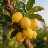 Italian Amalfi Lemon Seeds for Planting – Heirloom, Non-GMO Fruit Garden Seeds with High Germination