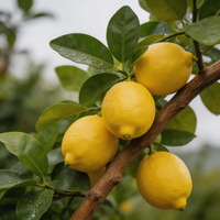 Amalfi Lemon Fruit Seeds for Home Gardening – Heirloom, Non-GMO, High Germination Planting Seeds
