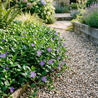 Vinca Minor Flower Seeds for Planting – Heirloom Non-GMO Garden Seeds with High Germination