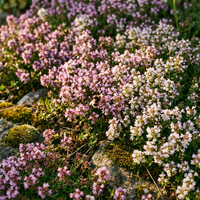 Creeping Thyme Flower Seeds Mix for Planting – Heirloom Non-GMO Garden Variety