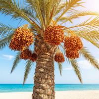 Medjool Date Palm Seeds for Growing – Heirloom, Non-GMO Seeds for Home Gardening and Fruit Trees