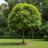 Agarwood (Aquilaria) Planting Seeds – Organic Aromatic Tree Seeds for Garden Growing