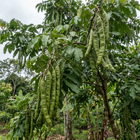 Inga Edulis Ice Cream Bean Seeds – Tropical Fruit Tree Seeds for Home Gardening