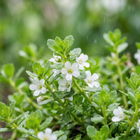 Brahmi (Bacopa monnieri) Seeds for Planting – Heirloom Non-GMO Ayurvedic Herb for Home Gardens