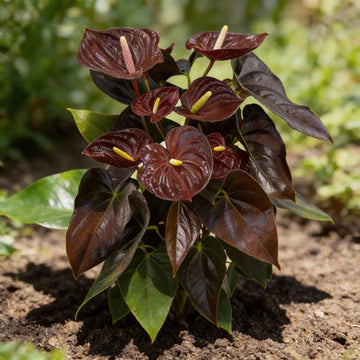 Dark Brown Anthurium Flower Seeds for Planting Low Maintenance Heirloom & GMO Free Seeds for Home Garden
 
 Sale