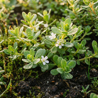 Brahmi (Bacopa monnieri) Seeds for Planting – Heirloom Non-GMO Ayurvedic Herb for Home Gardens