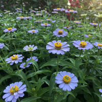 Sky Blue Zinnia Seeds for Gardening – Heirloom Flower Seeds with Reliable Germination