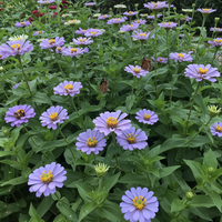 Sky Blue Zinnia Flower Seeds for Planting – Heirloom Non-GMO Seeds for Home Gardening