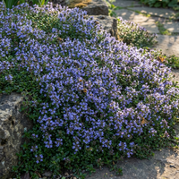 Thymus serpyllum Blue Creeping Thyme Flower Seeds for Garden Ground Cover
