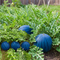 Blue Watermelon Seeds for Planting – Heirloom Organic Non-GMO Garden Seeds with High Germination