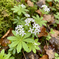 Sweet Woodruff Planting Seeds – Heirloom Non-GMO Flower Seeds for Aromatic Garden Growth