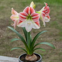White Red Hippeastrum Flower seeds for Planting Bright Blooms Heirloom & GMO Free Seeds for Home Garden 
 
 Sale