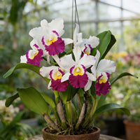 Cattleya Flower seeds for Planting - Low Maintenance, Heirloom & GMO Free Seeds for Home Garden