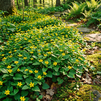 Chrysogonum Virginianum Planting Seeds – Non-GMO Heirloom Perennial Flowers, Simple to Grow