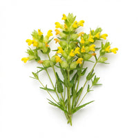 Yellow Rattle Flower Seeds for Planting – Heirloom, Non-GMO Wildflower Seeds for Meadows and Pollinator Gardens