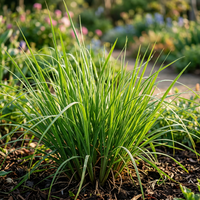 Vetiver Grass Seeds for Planting – Aromatic Roots for Landscaping and Soil Stabilization