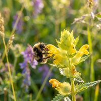 Heirloom Yellow Rattle Flower Seeds for Planting – Non-GMO Wildflower Seeds Suitable for Meadows and Pollinator Areas