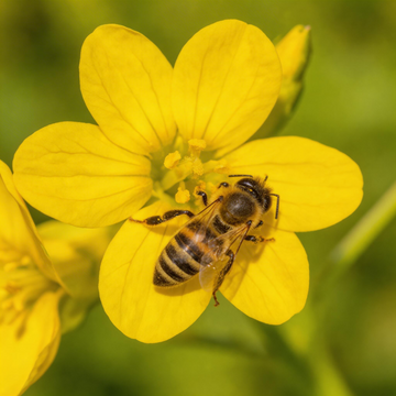 Yellow Rattle Wildflower Seeds – Heirloom, Non-GMO Seeds for Meadow Planting and Pollinator-Friendly Gardens