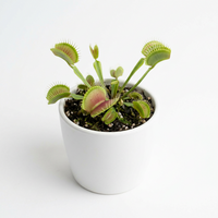 Blue Green Venus Fly Trap Seeds for Planting – Heirloom Non-GMO Carnivorous Plant Seeds with High Germination