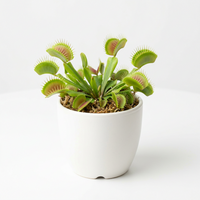 Blue Green Venus Fly Trap Planting Seeds – Non-GMO Heirloom Carnivorous Plant Variety with Strong Germination Rate