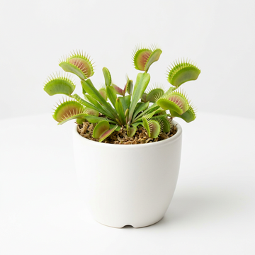 Blue Green Venus Fly Trap Planting Seeds – Non-GMO Heirloom Carnivorous Plant Variety with Strong Germination Rate