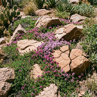 Creeping Thyme Mixed Flower Seeds – Heirloom Non-GMO Seeds for Home Gardening