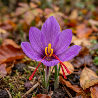 Crocus Sativus Flower Seeds – Non-GMO Heirloom Saffron Bloom Seeds for Planting in Home Gardens