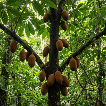 Cupuacu Fruit Tree Seeds – Theobroma Heirloom Non-GMO Seeds for Tropical Home Gardens