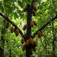 Cupuacu Seeds for Planting – Heirloom Theobroma Tropical Fruit Tree Seeds for Backyard Gardening