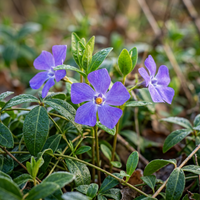 Vinca Minor Flower Seeds for Planting – Heirloom Non-GMO Garden Seeds with High Germination