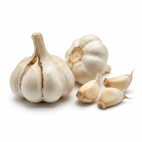 Elephant Garlic Planting Seeds White – Organic, Heirloom, Non-GMO Garden Seeds with Strong Germination