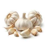 Elephant Garlic White Seeds for Planting – Heirloom, Non-GMO, Organic Garden Seeds with High Germination