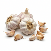 Organic White Elephant Garlic Seeds for Gardening – Heirloom, Non-GMO, Reliable Germination Seeds