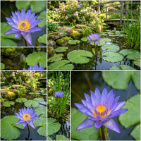 Nymphaea caerulea Blue Lotus Seeds for Water Garden and Pond Cultivation