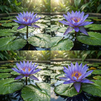 Blue Lotus Seeds (Nymphaea caerulea) – Heirloom, Non-GMO Water Garden Seeds