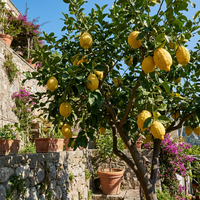 Italian Amalfi Lemon (Citrus limon) Traditional Fruit Variety for Home Garden Cultivation
