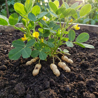 Arachis hypogaea Groundnut Plant Seeds for Home Garden Cultivation