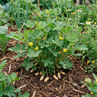 Groundnut Plant Seeds for Planting – Heirloom, Non-GMO, Organic Garden Seeds, High Germination