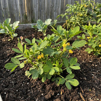 Arachis hypogaea Groundnut Plant Seeds for Home Garden Cultivation