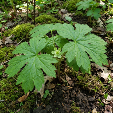 Goldenseal Root Seeds for Woodland Shade Gardens and Natural Landscape Growing