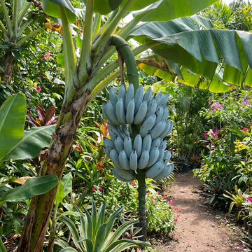 Blue Java Banana (Ice Cream Banana) Fruit Seeds for Planting – Heirloom Non-GMO Organic Garden Seeds